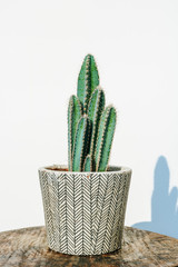 Beautiful, green tree cactus (pilosocereus azureus) in a grey stone planter with a boho style...