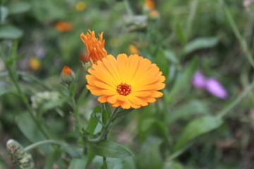 orange flower in the garden