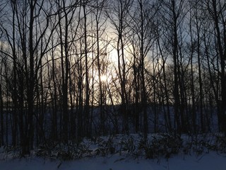 Sun and Trees in Fog