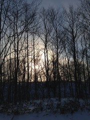 Sun and Trees in Fog in Hokkaido, Japan