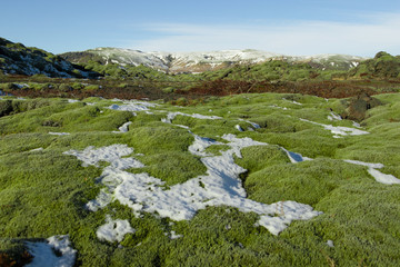 Fototapeta na wymiar Iceland Moss on lava rock ﬁelds.Iceland moss (Cetraria islandica) is a lichen