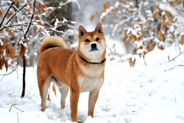 dog in snow