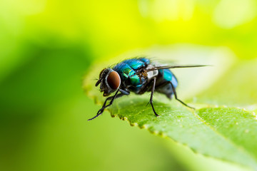 Exotic Drosophila Fruit Fly Diptera Parasite Insect on Plant Leaf