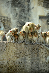 Affentempel und Affen in Lopburi, Thailand