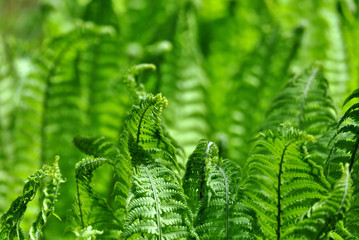 fern in forest