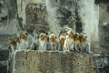 Affentempel und Affen in Lopburi, Thailand