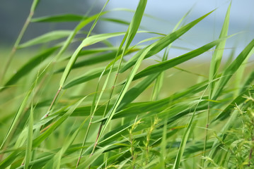 grass on green background