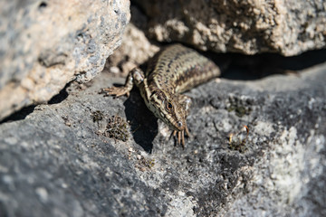Common Wall Lizard on Rock in Springtime