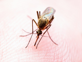 Encephalitis, Yellow Fever, Malaria Disease or Zika Virus Infected Culex Mosquito Parasite Insect on Skin Macro