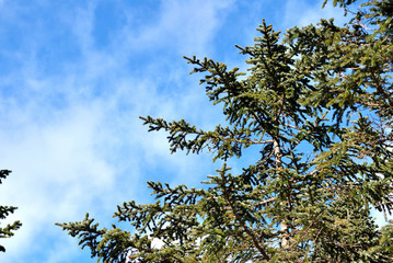 tree and blue sky