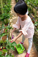 Asian Little Chinese Girl picking fresh strawberry