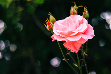 Beautiful pink rose  for valentine's day,Love concepts.