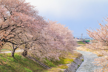 Cherry blossom trees or sakura  along the bank of Funakawa River in the town of Asahi , Toyama Prefecture  Japan.