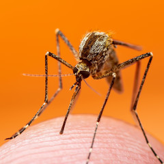Encephalitis, Yellow Fever, Malaria Disease or Zika Virus Infected Culex Mosquito Parasite Insect Macro on Orange Background