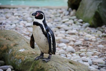 Humboldt Penguin standing on pebbles 