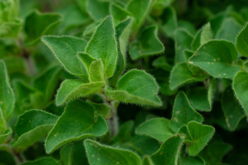 Origano