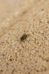 Mosca