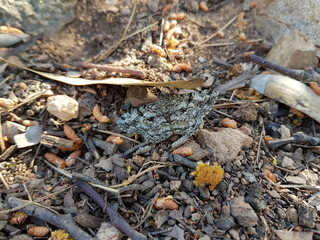 Farfalla mimetica