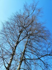 two trees with a nest against the blue sky   