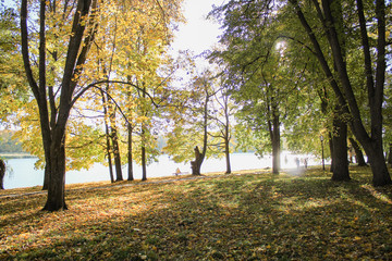 Fototapeta premium Sunny day in autumn forest. Picturesque landscape.