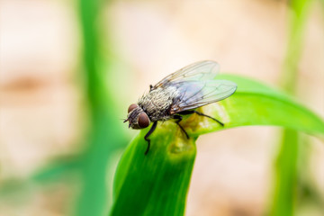 Exotic Drosophila Fruit Fly Diptera Parasite Insect on Plant Leaf