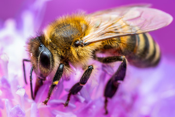 Honey Bee Insect Pollinating Clover Flower
