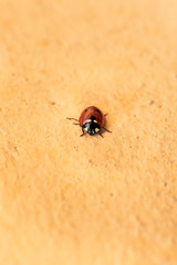 Coccinella