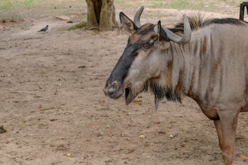 Fototapeta premium wildebeest in the open zoo
