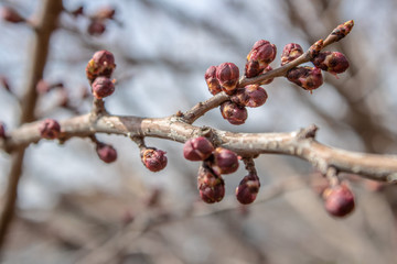 Plum branches with buds against a blue clear sky. Spring has come. The sun's rays warm the trees