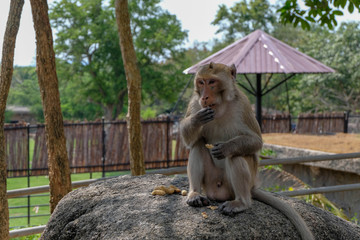 monkey eat the pea in zoo