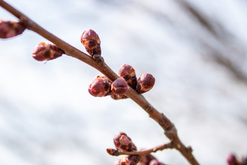 Plum branches with buds against a blue clear sky. Spring has come. The sun's rays warm the trees