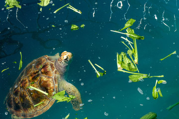 Obraz na płótnie Canvas cute sea turtle eat vegetable in pool
