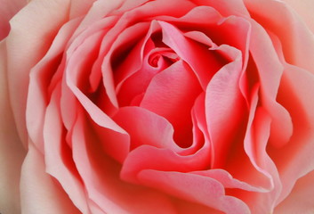 Floral background of  pink rose