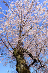 千鳥ヶ淵の桜
