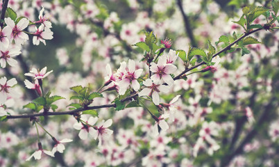 Flowering cherry trees in the garden. Delicate pink flowers on the branches of cherry