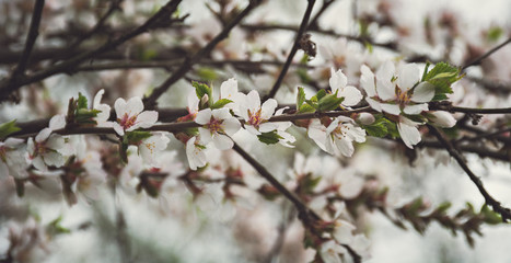 Flowering cherry trees in the garden. Delicate pink flowers on the branches of cherry. Natural background