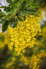 Yellow, bright flowers of acacia on the tree. Natural background. Selective focus