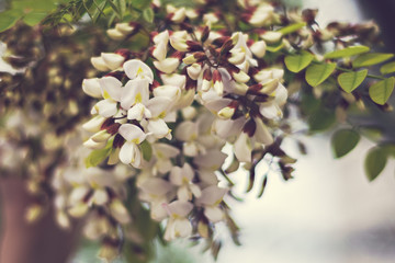 White, delicate flowers of acacia on the tree. Natural background. Selective focus