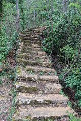 Escalier forestier