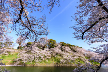 千鳥ヶ淵の桜