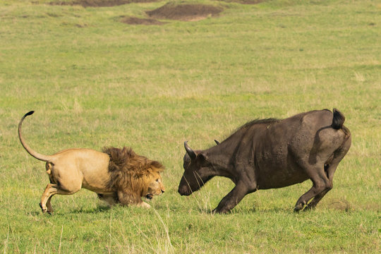 Lion staredown - showdown- mexican standoff - fight or flight
