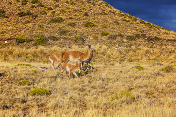 Guanaco