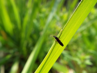 アオバアリガタハネカクシ rove beetle