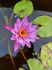Lotus flowers bloom in the pool Near the house