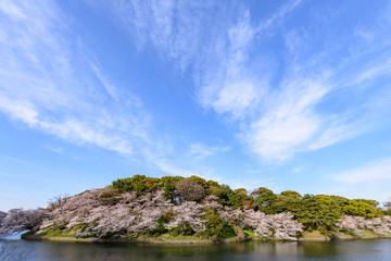 千鳥ヶ淵の桜