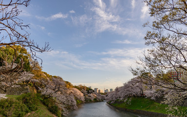 千鳥ヶ淵の桜