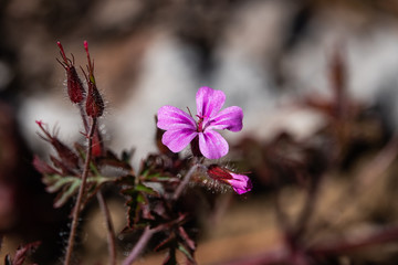 Fototapeta na wymiar Herb Robert Flower in Bloom in Springtime