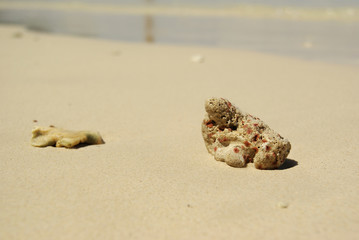 shell on the beach