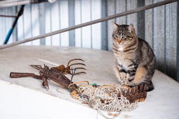 Chat tigré assis sur une barque