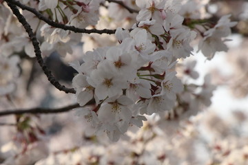 Japanese national flower cherry blossom
